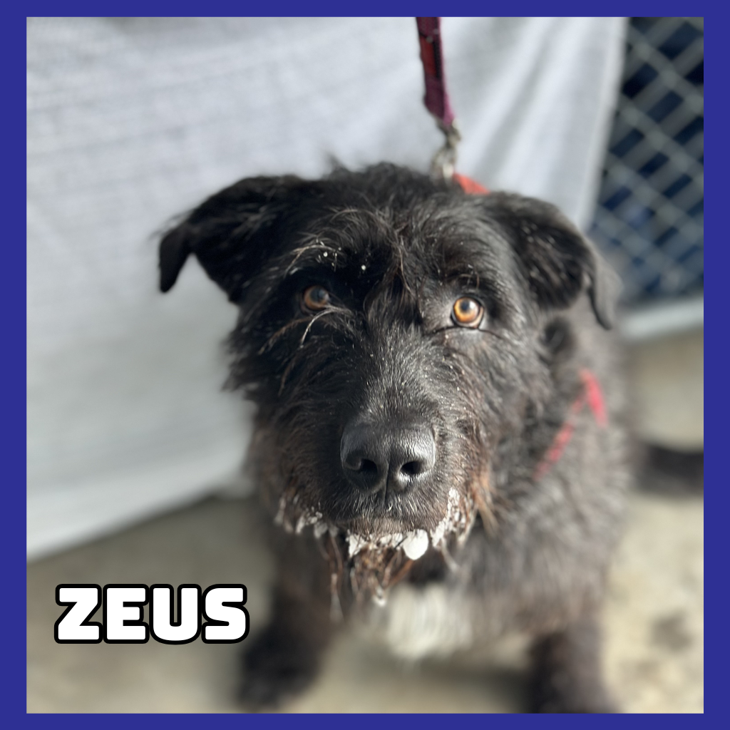 Zeus