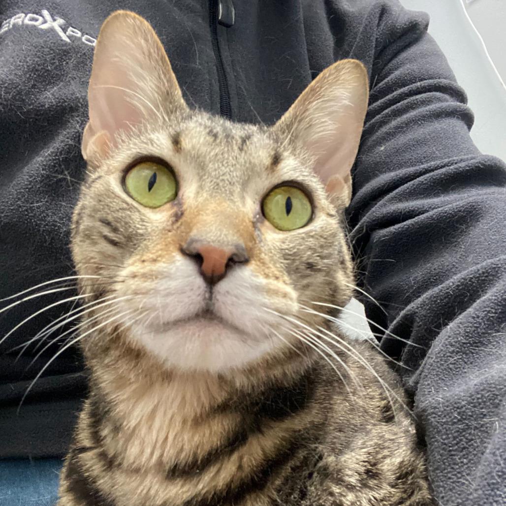 Spinach Artichoke Dip