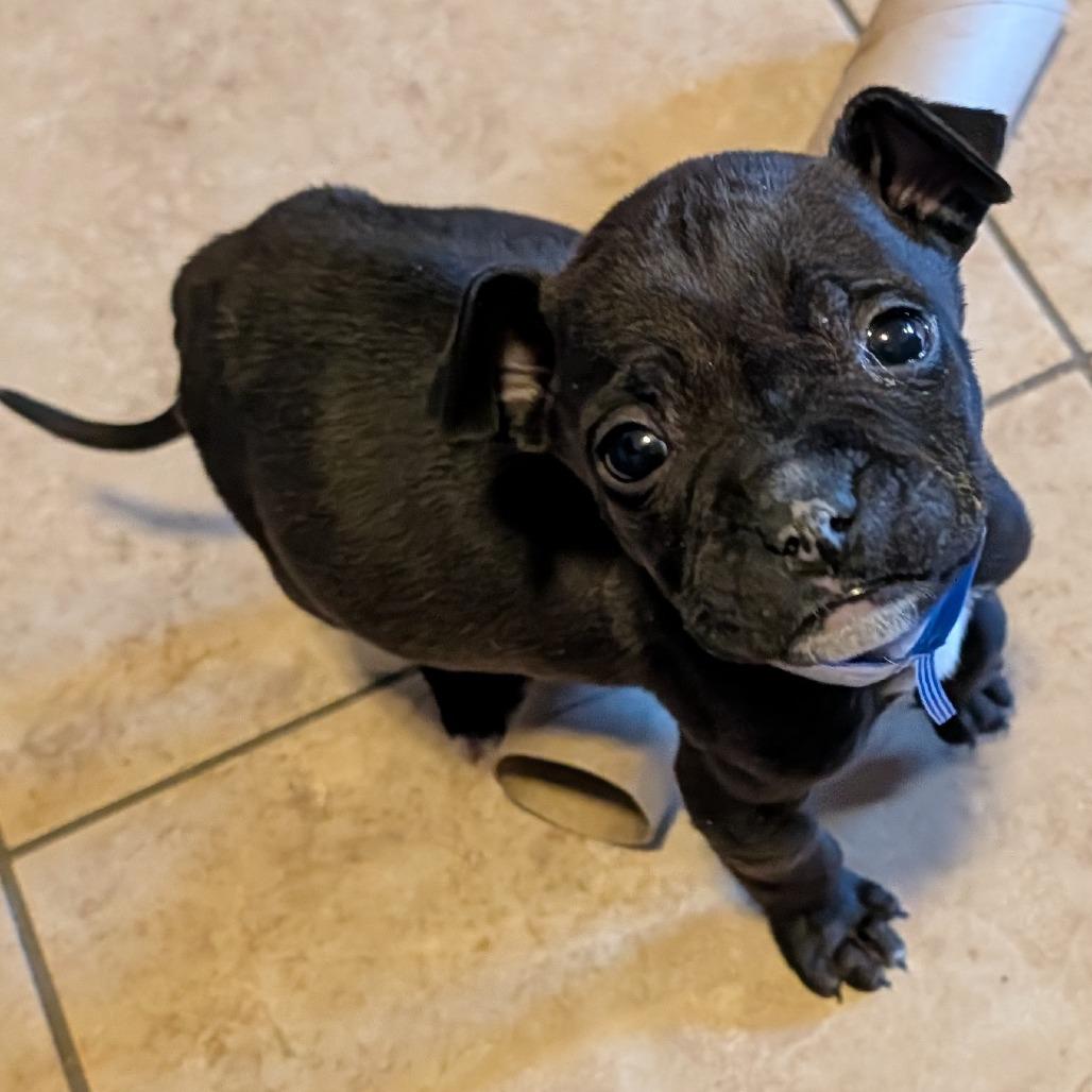 32 (2026) Little Man