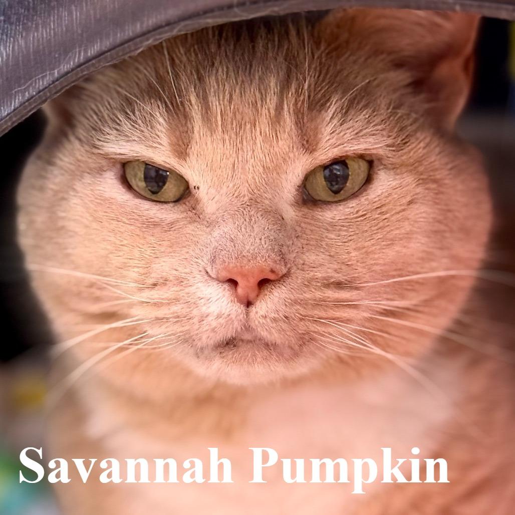 Savannah Pumpkin