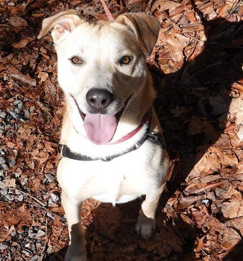 Adoptable Dogs & Puppies in Kingsport, TN
