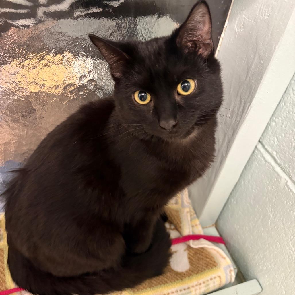 Bamboo (yellow collar)