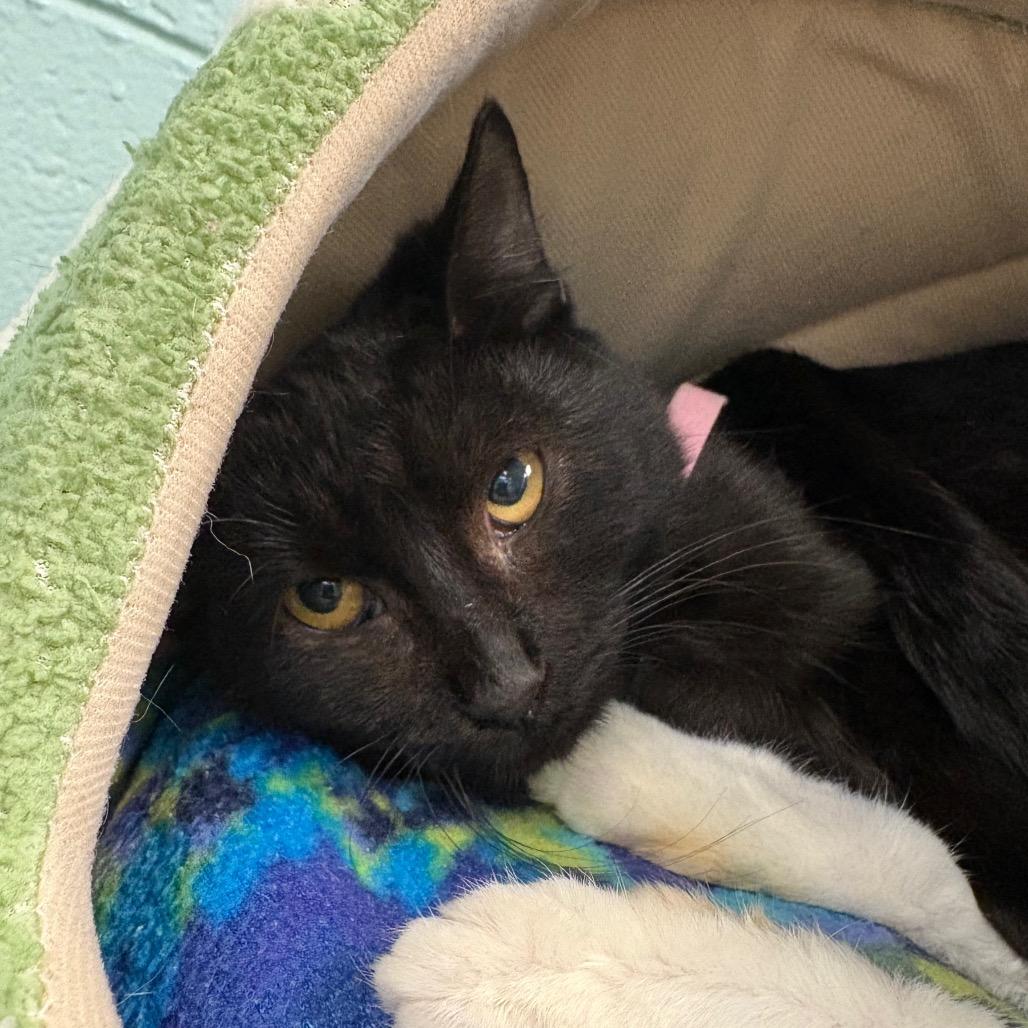 Ambrosia (pink collar)