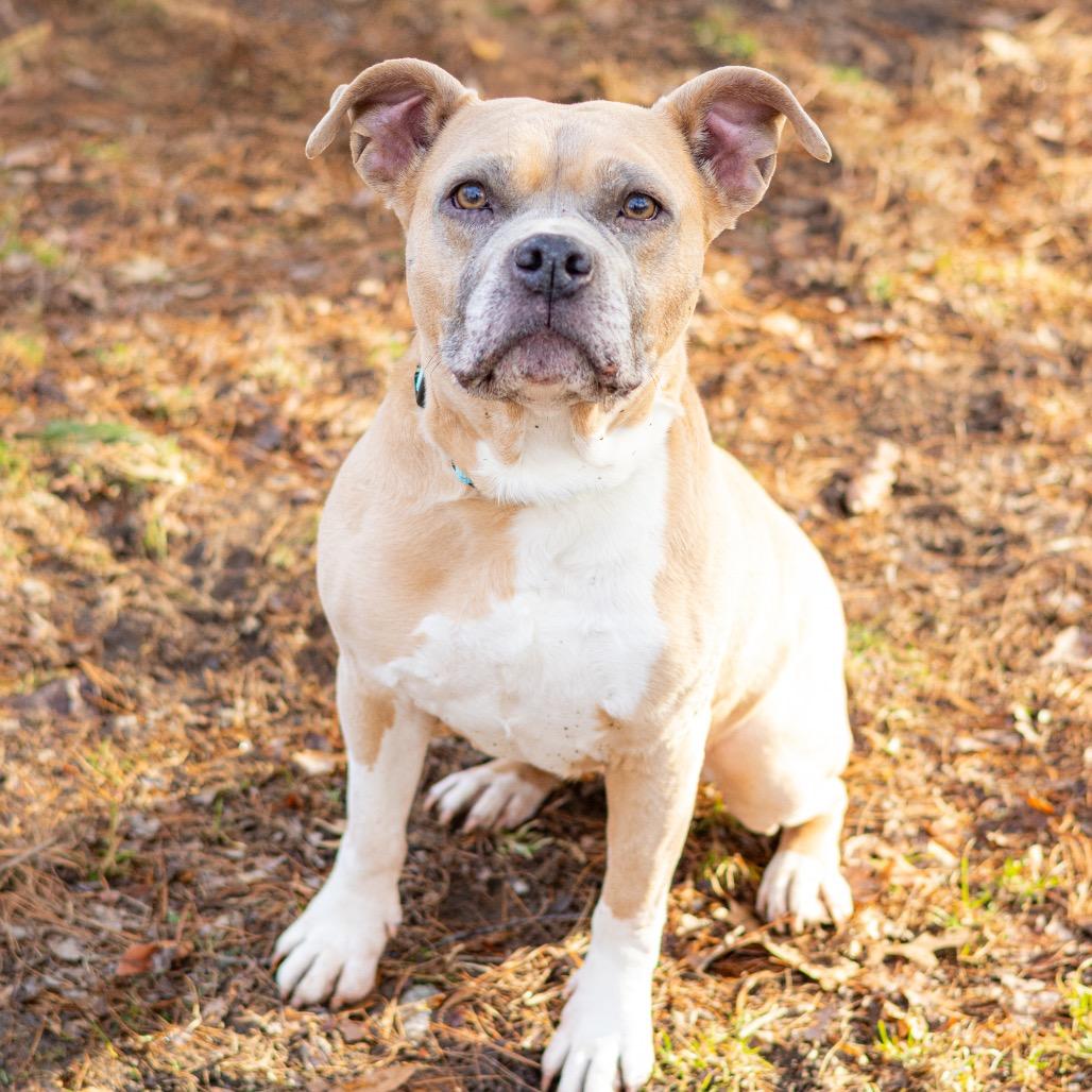 Queen (FKA Sugar Cookie)