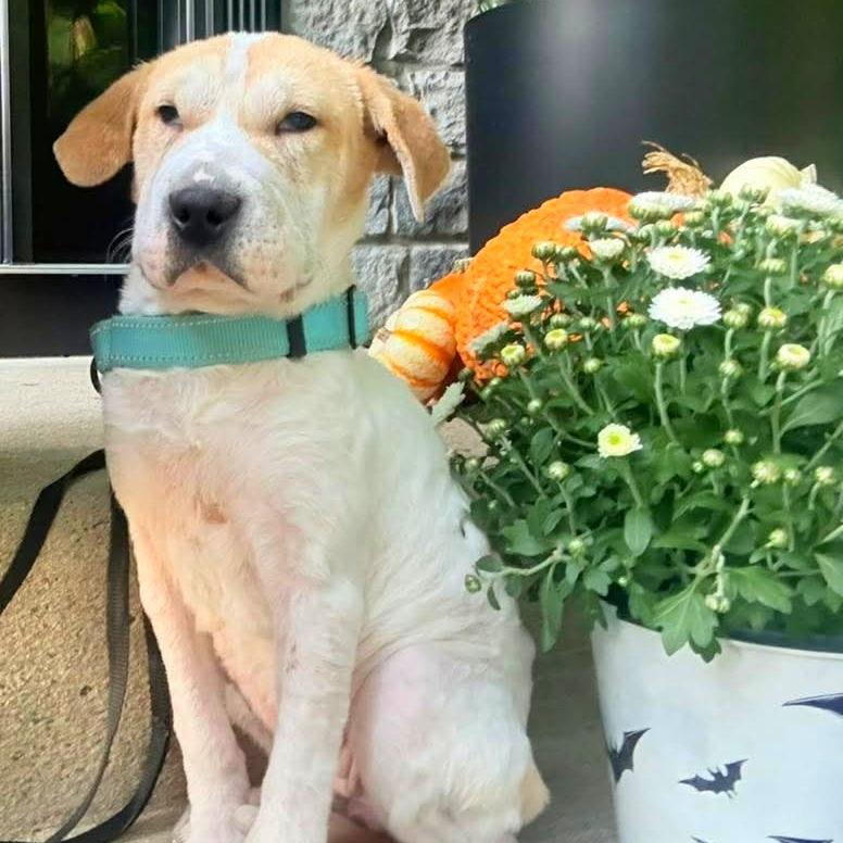 Diamond in the Rough