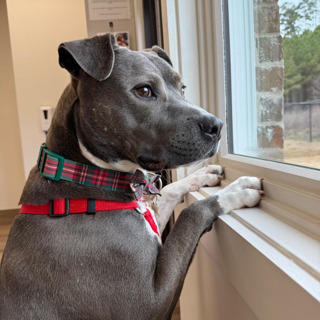 Tux (Adoption Fee SPONSORED!)