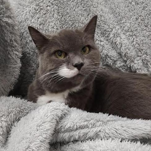 Tiffany-$50 In Foster