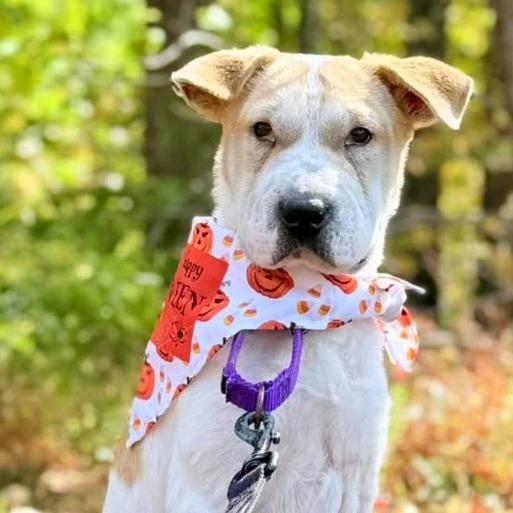 Diamond in the Rough