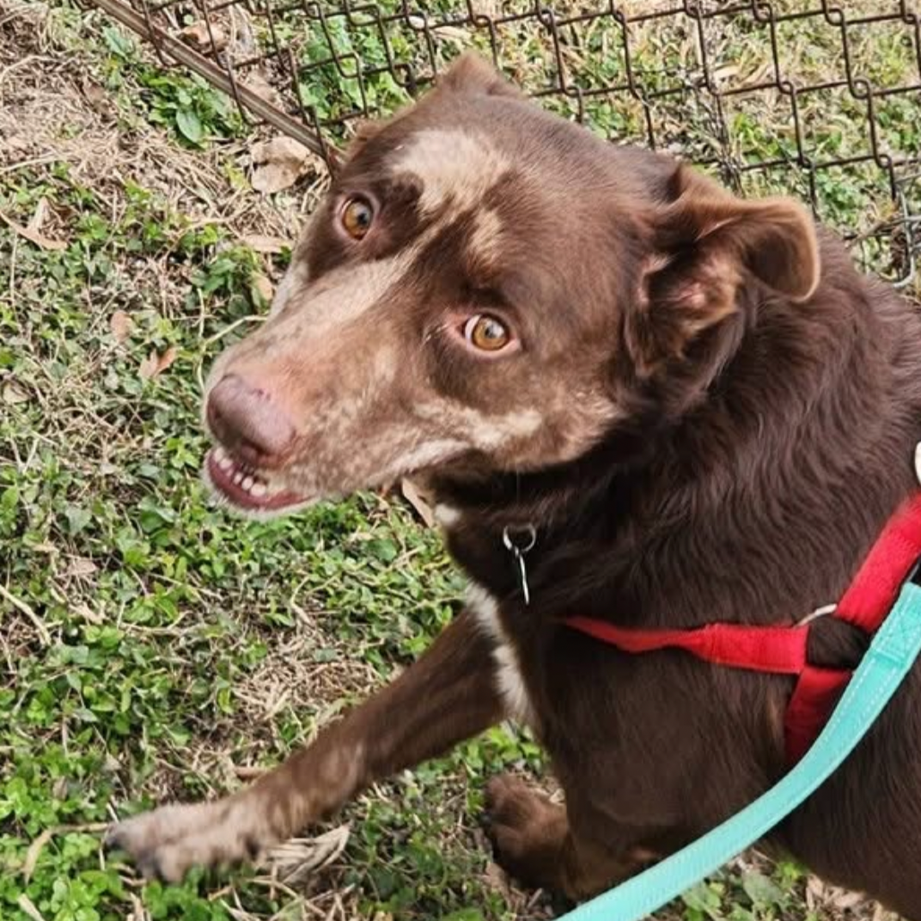 Louis (Reduced Rover)