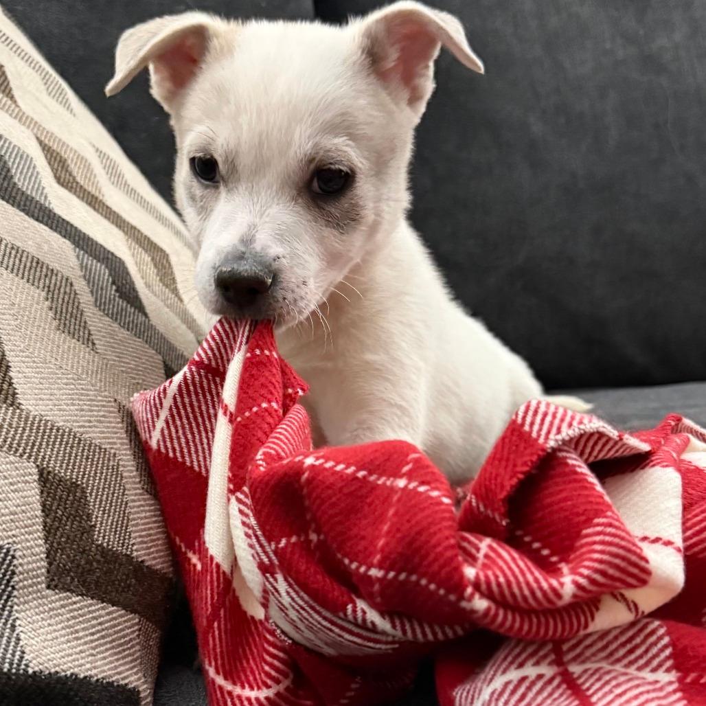 NY Perry (Foster in Mahopac)