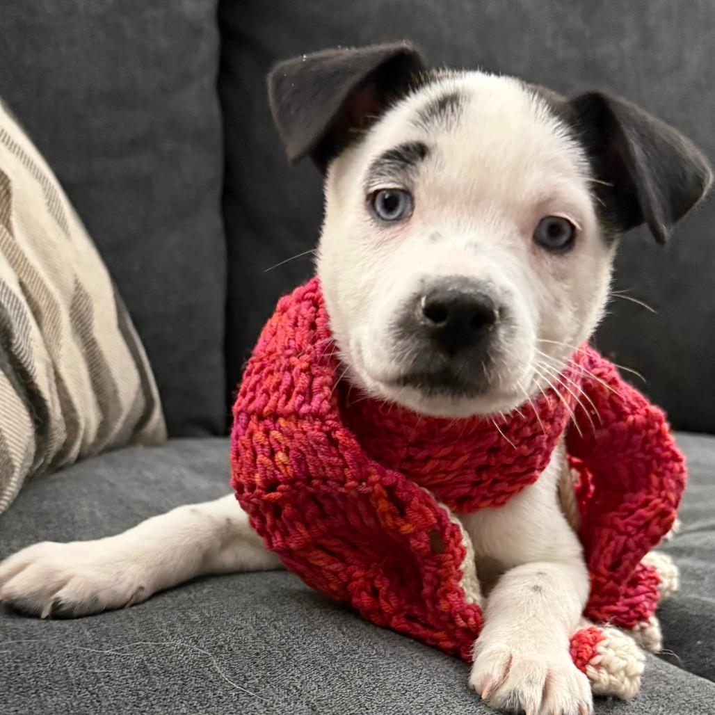 NY Paisley (Foster in Mahopac)