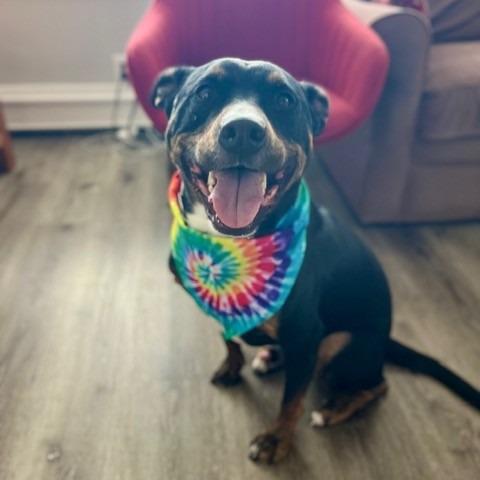 NY Toby (Home in Babylon)