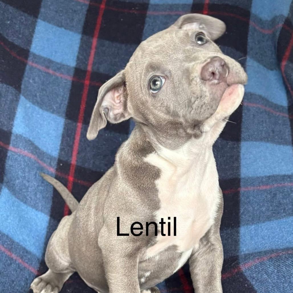 Lentil