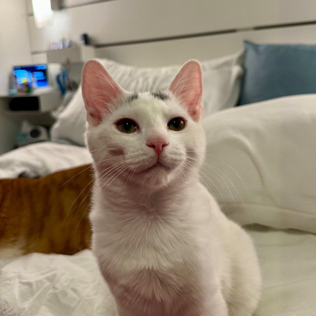 Jake (Westmere Kitten J)