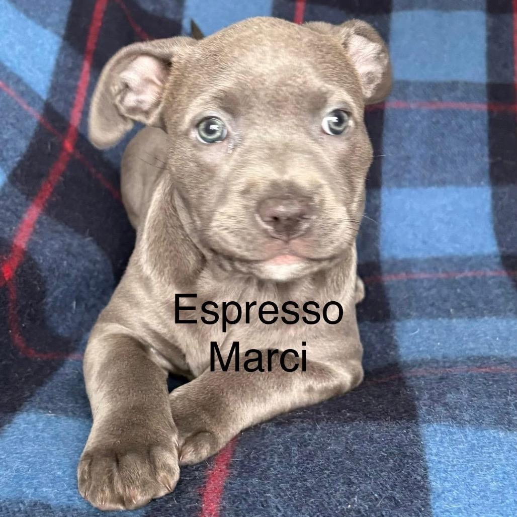 Espresso Marci