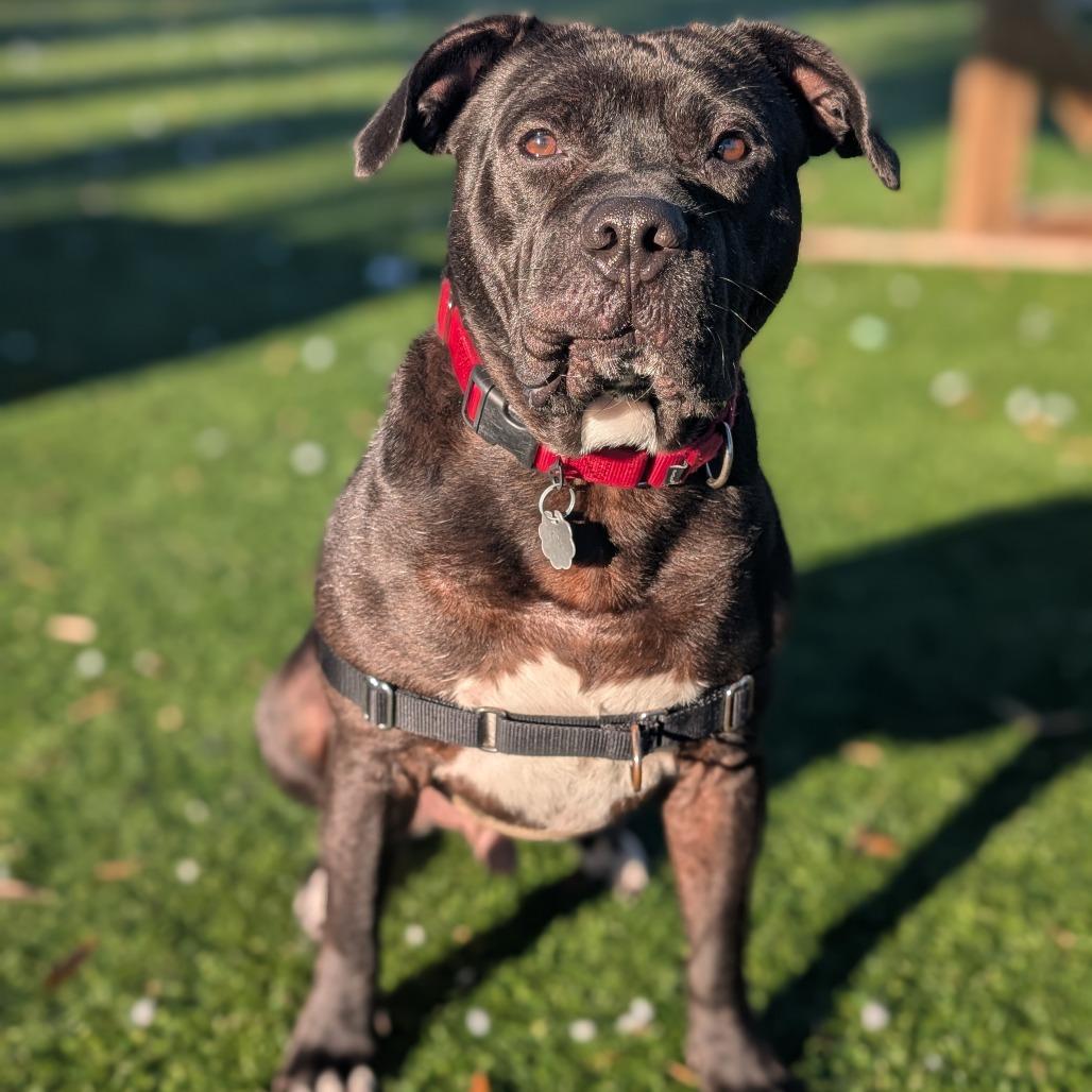 Wingstop Winston 24-7051