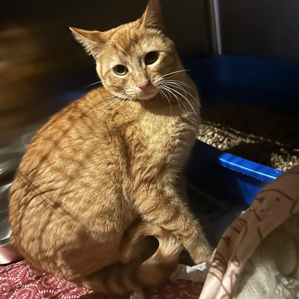Ms marmalade