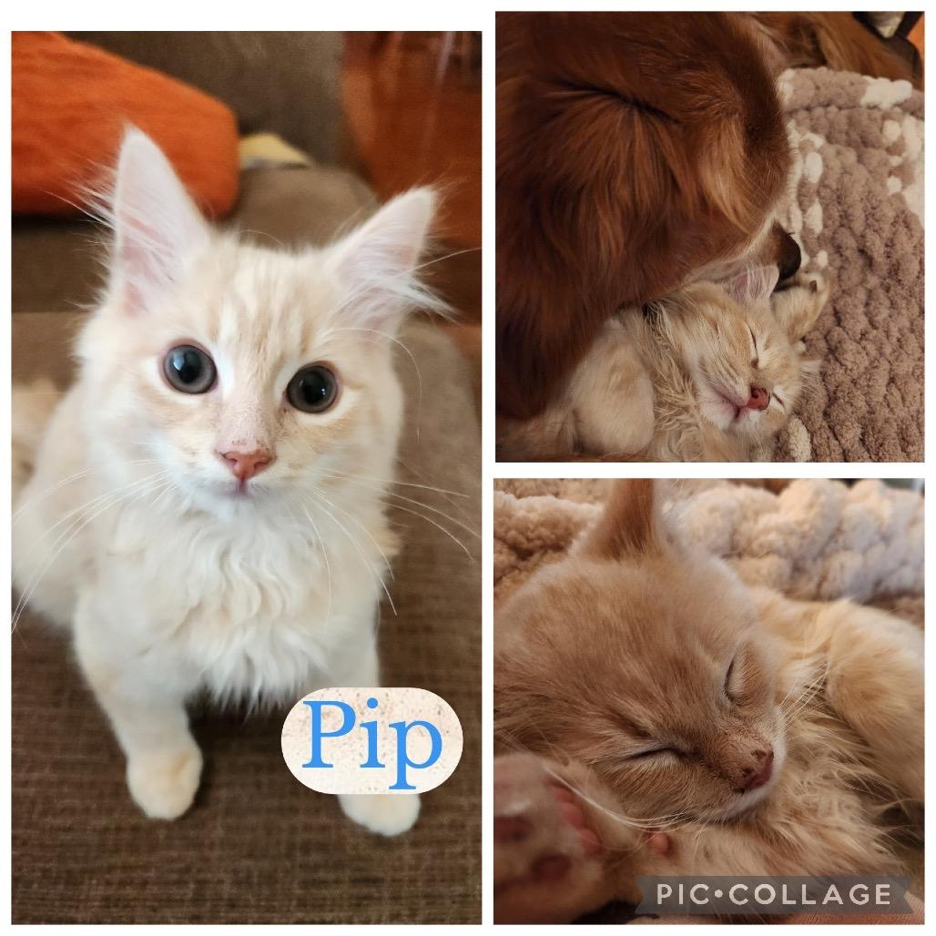 Pip