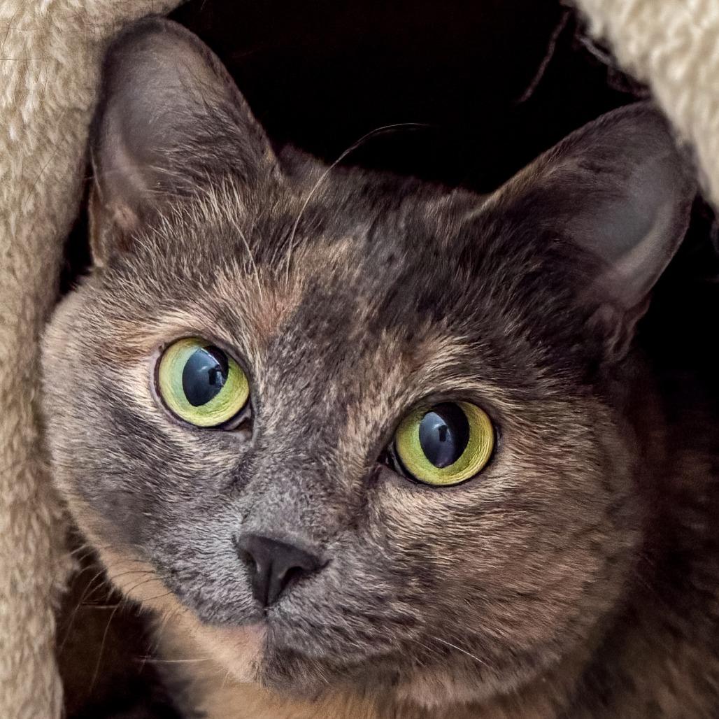 Mimi 