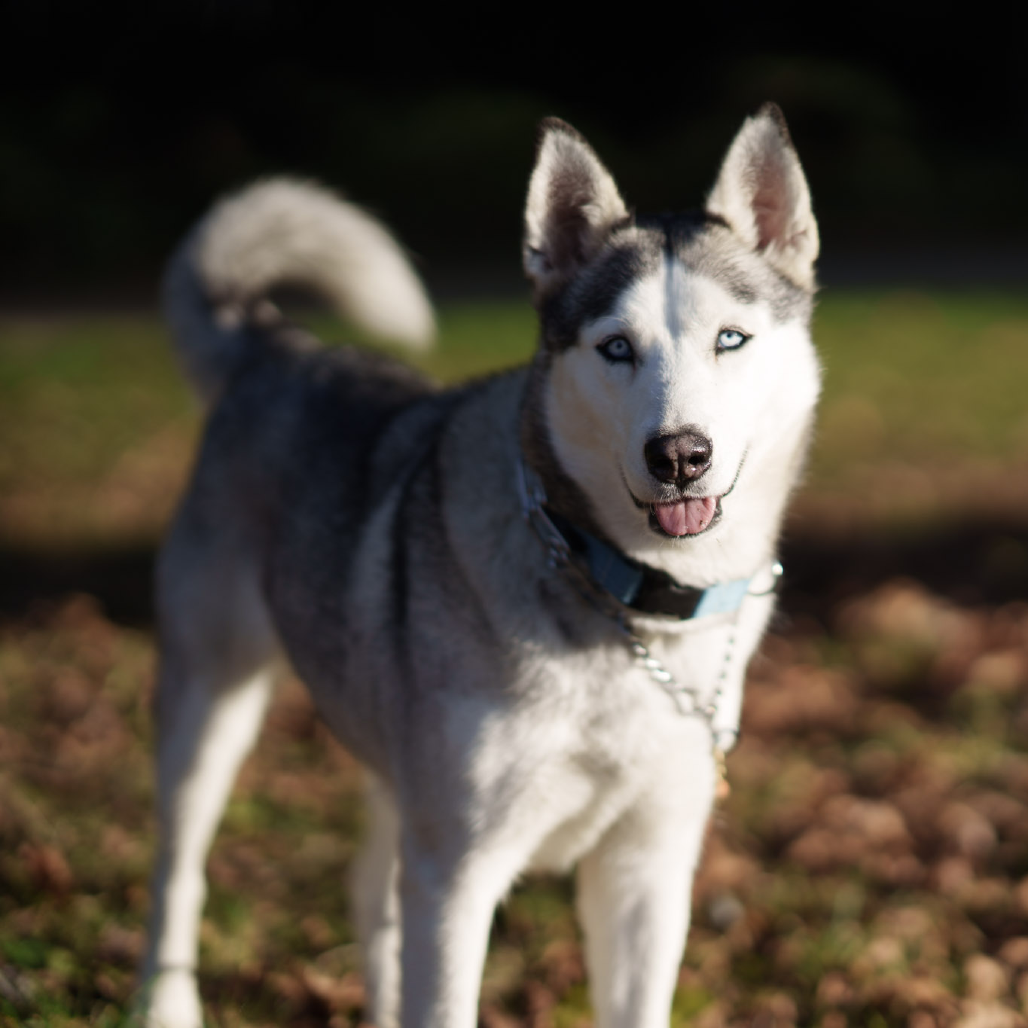 Nyra