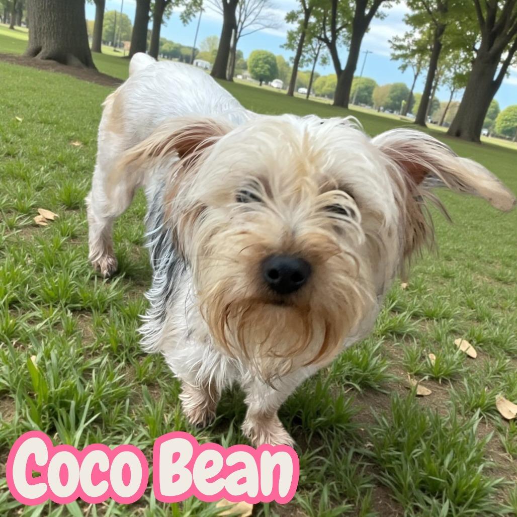Coco Bean