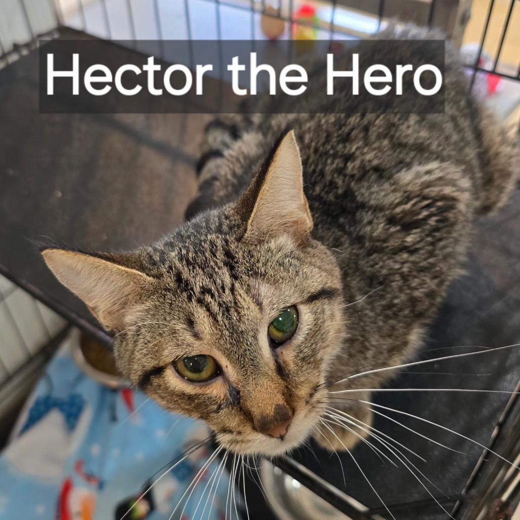 Hector the Hero