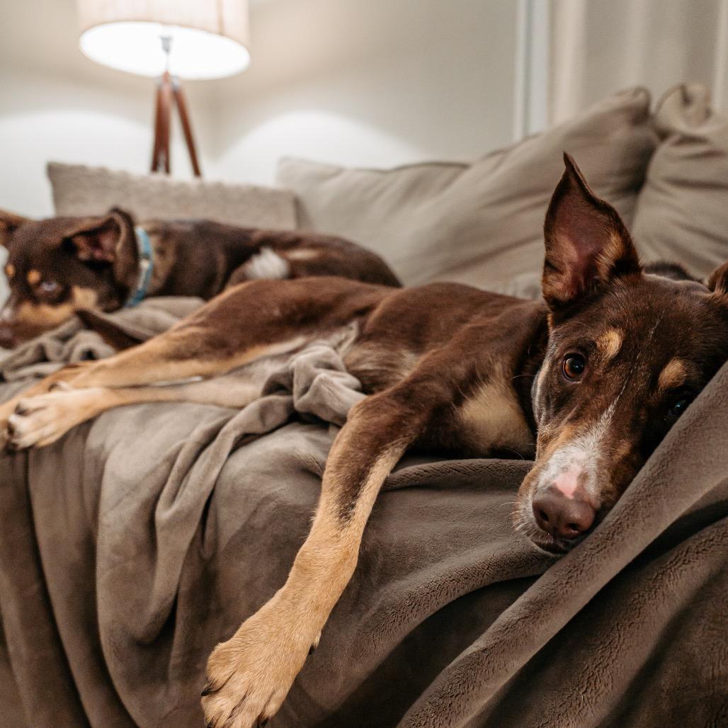 Callie-(Adoption Fee SPONSORED!) In Foster