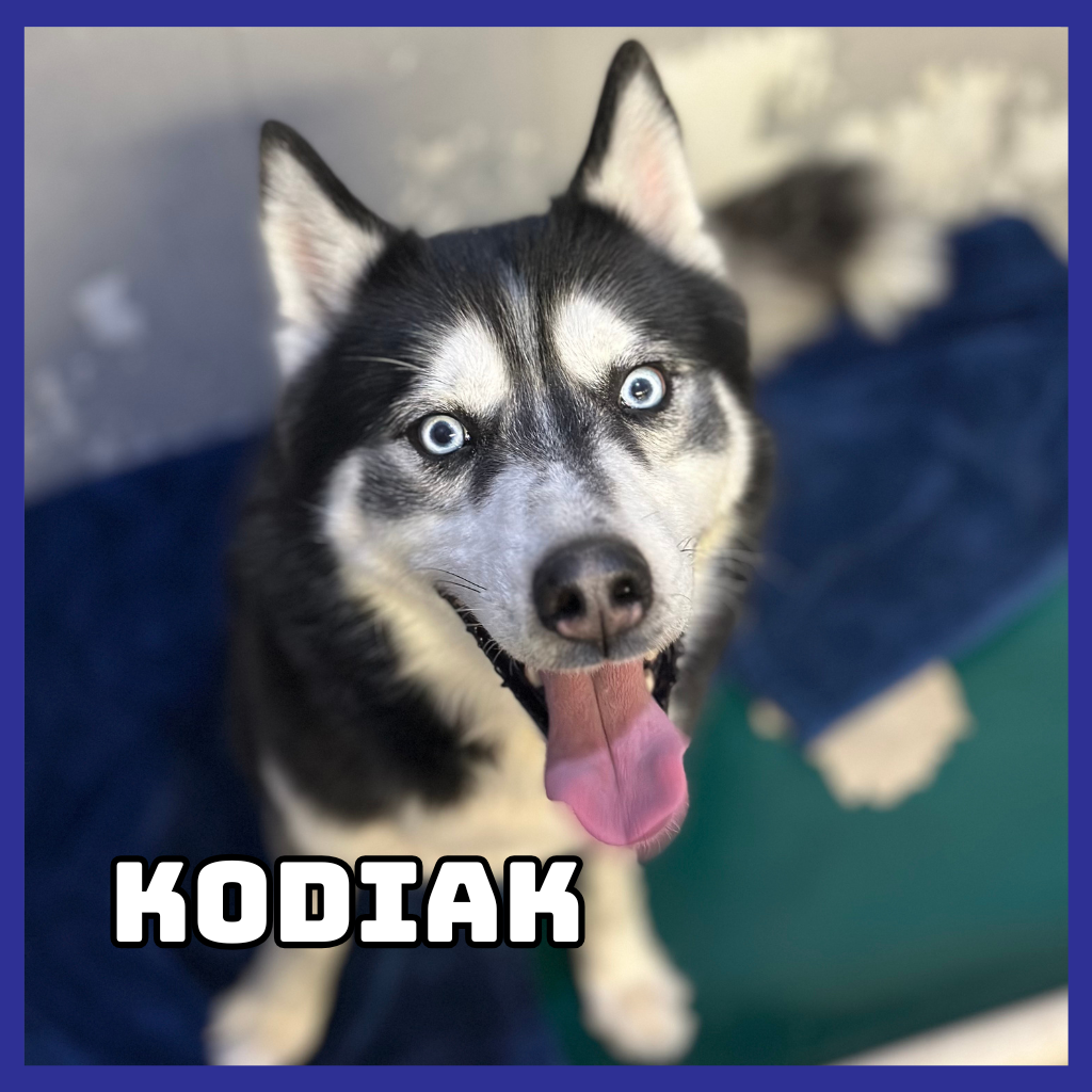 Kodiak 