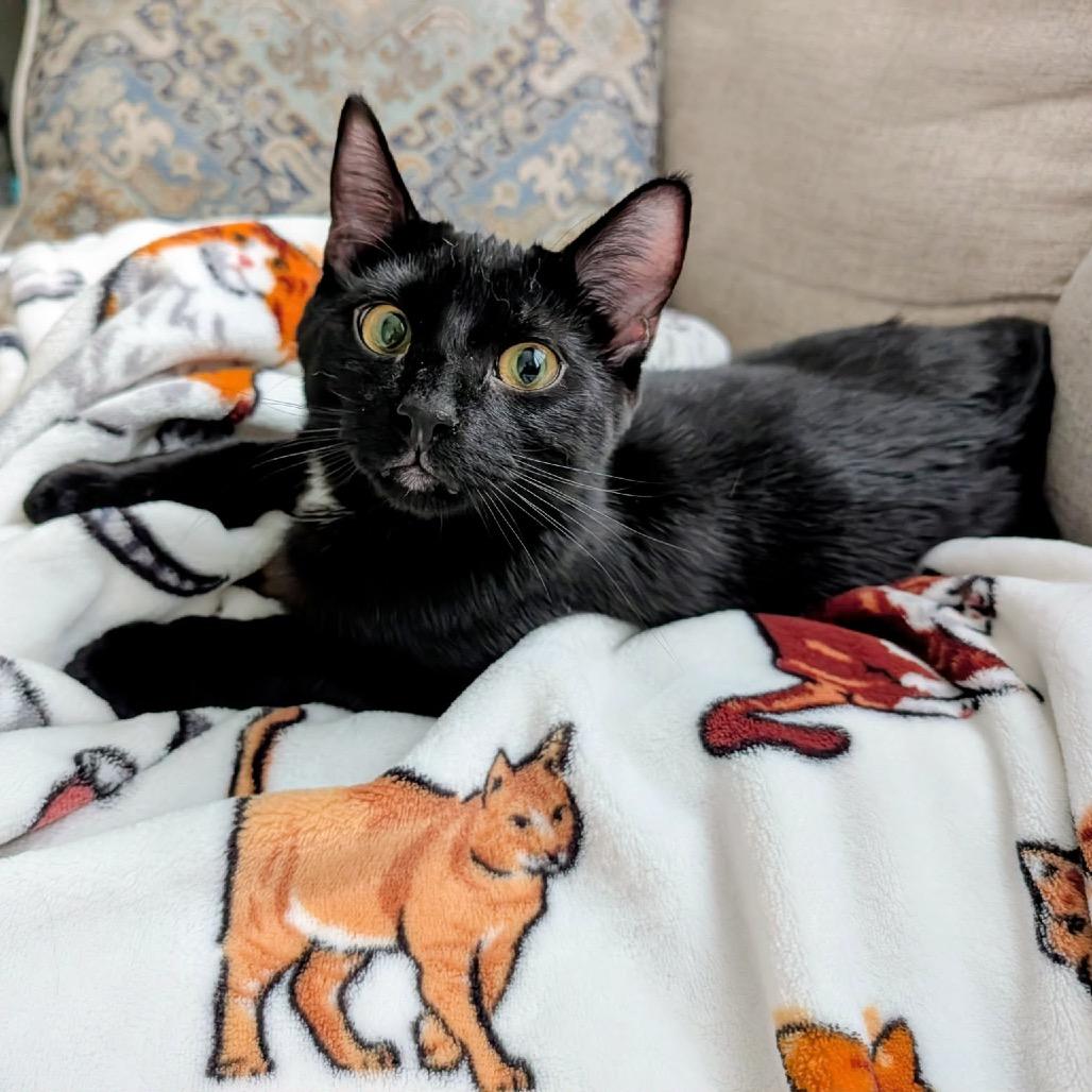 Party *Meet me at Lakeville Petsmart*