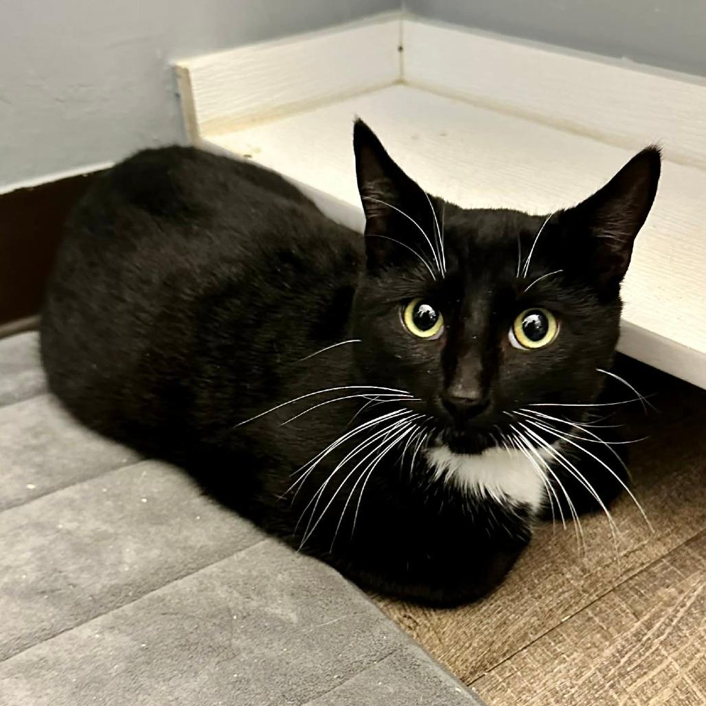 Meng Meng (Sullivan Petsense)