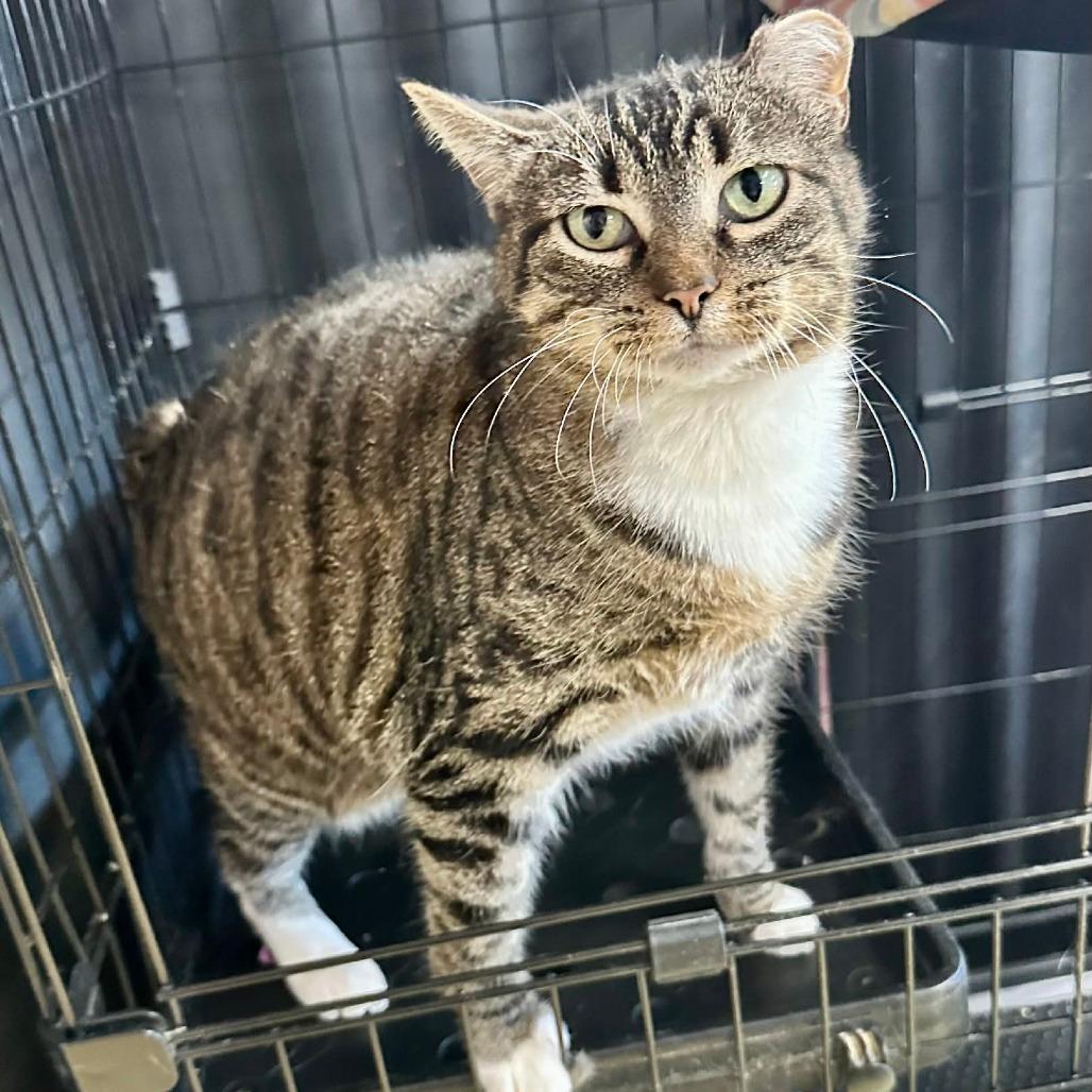 Roseanna Roseannadanna (Union Petsense)