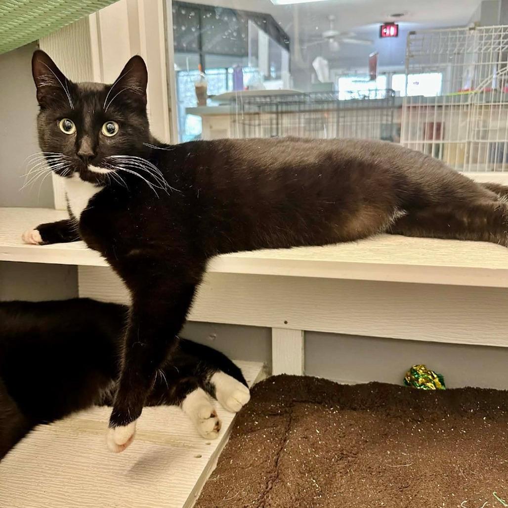 Shwey Shwey (Union Petsense)