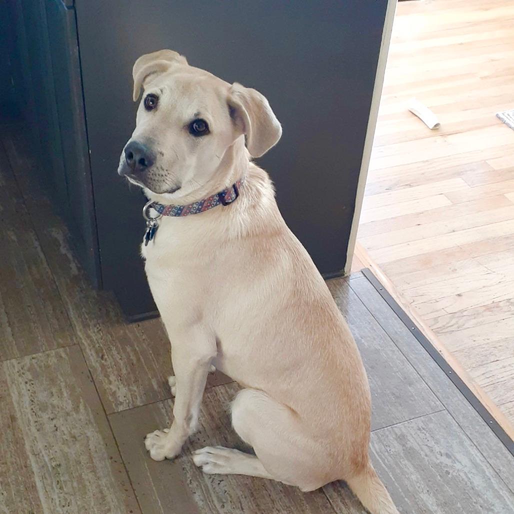 Cody (Courtesy Listing)