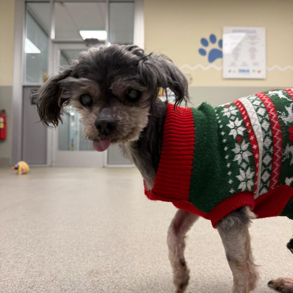 Mocha (Bonded w/Oreo)