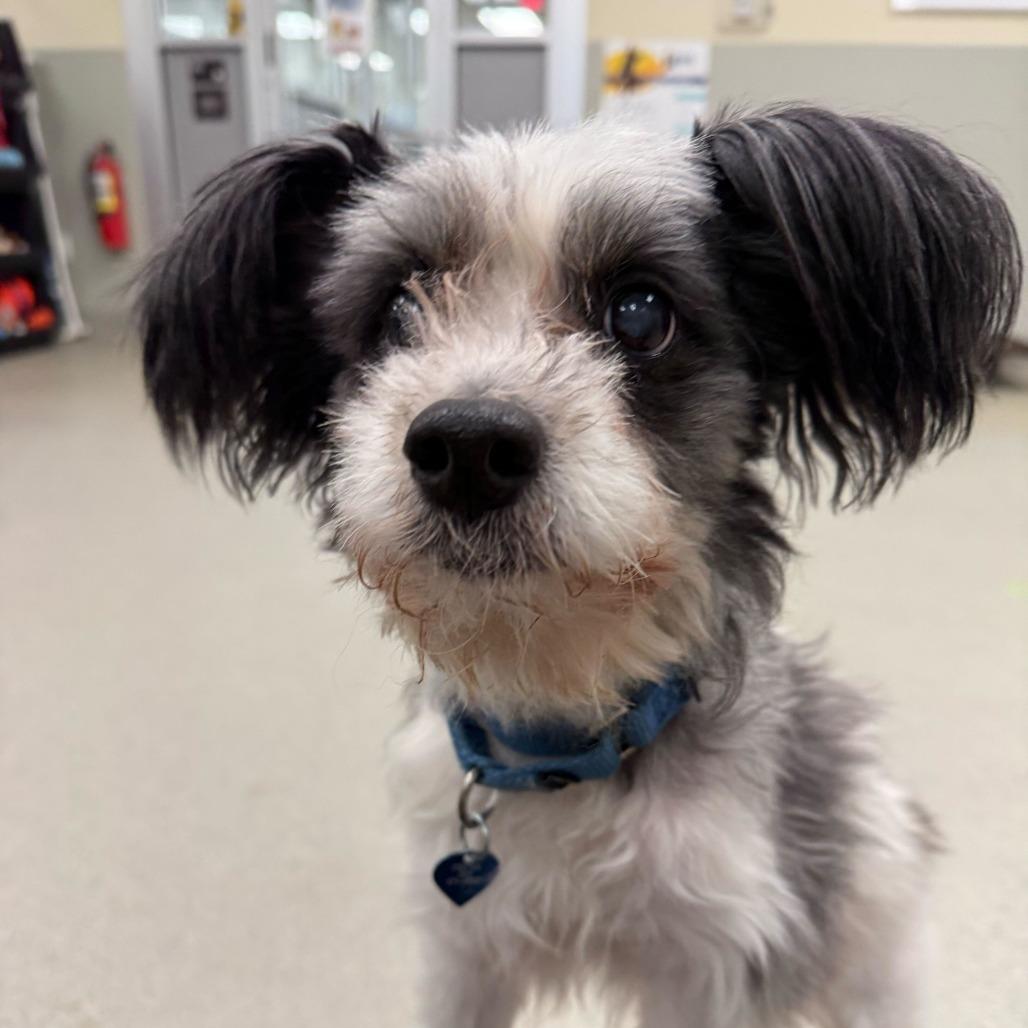 Oreo (Bonded w/Mocha)