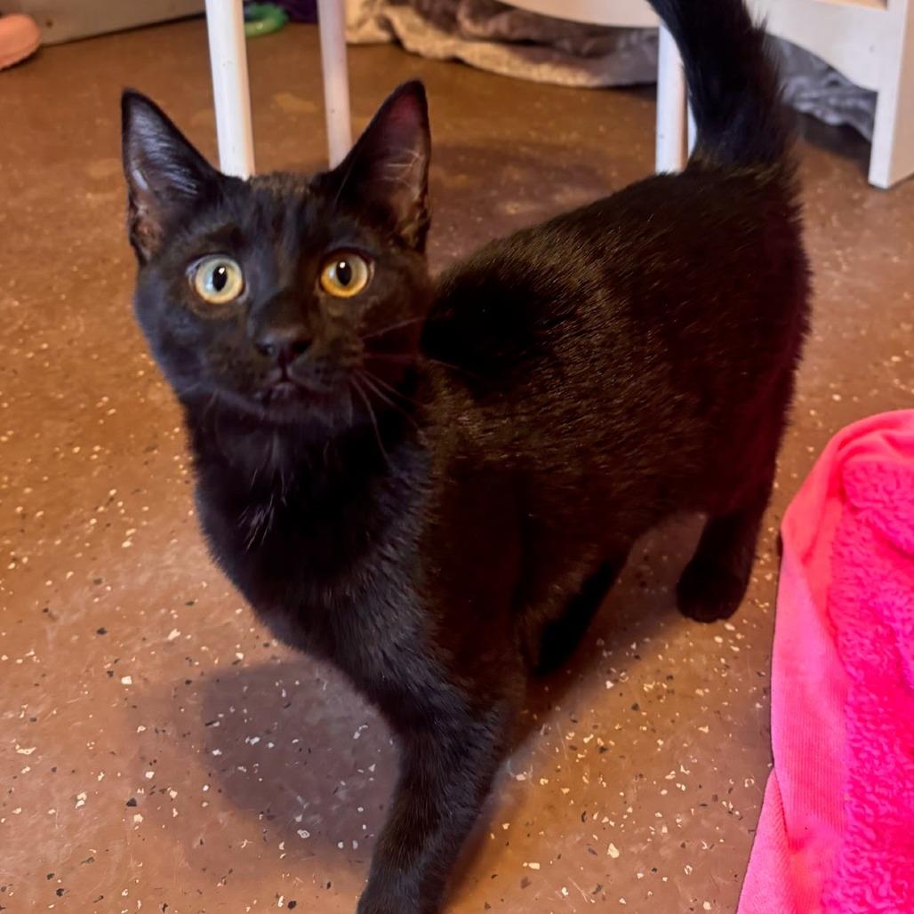 Skittles - Petsmart Belleville