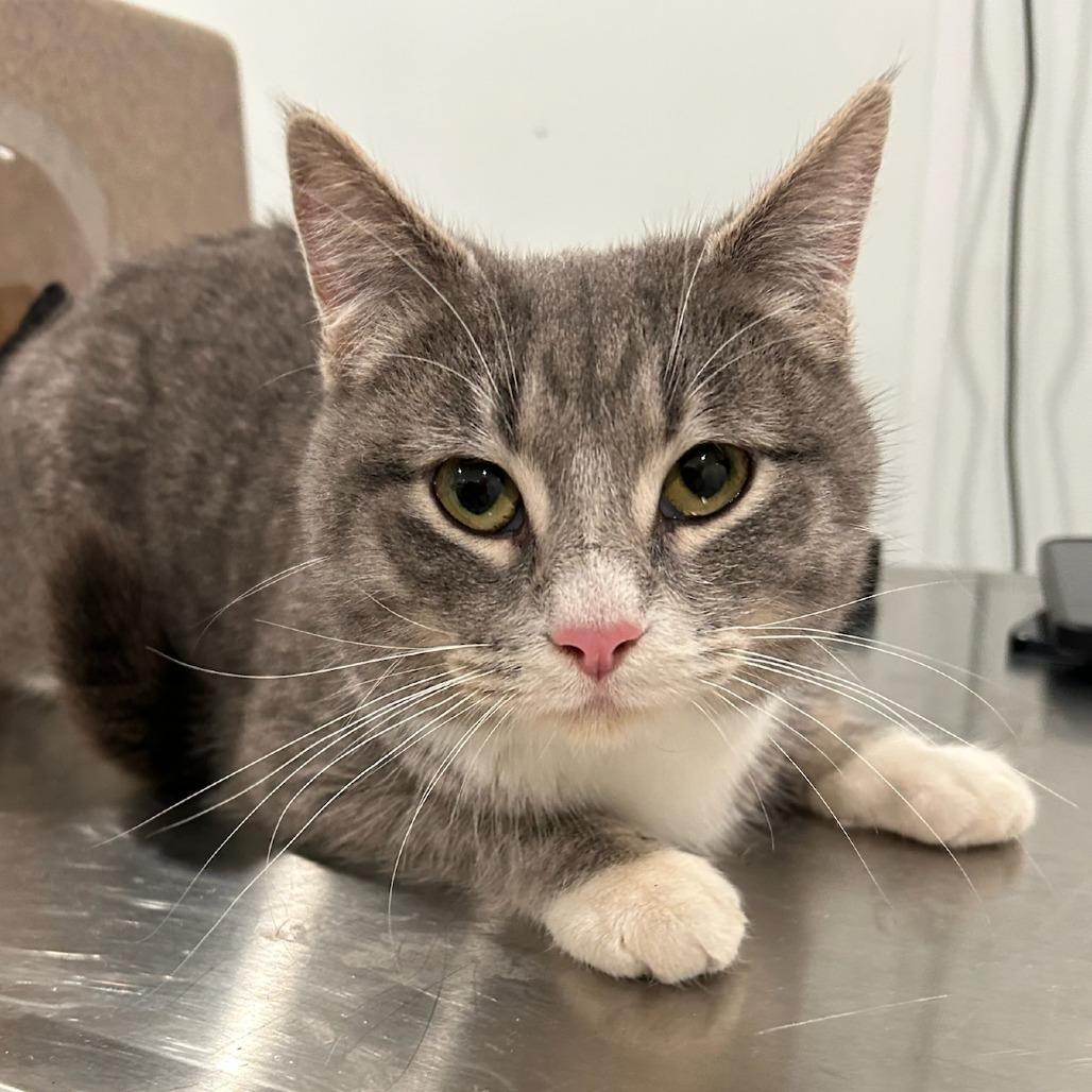 Strawberry Jam - Petsmart Belleville