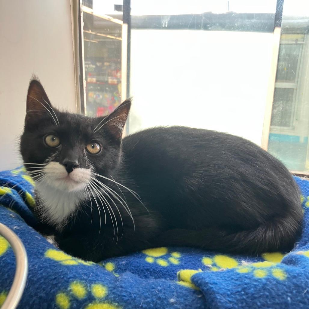 Socks (Samantha Stamford Kitten 1)