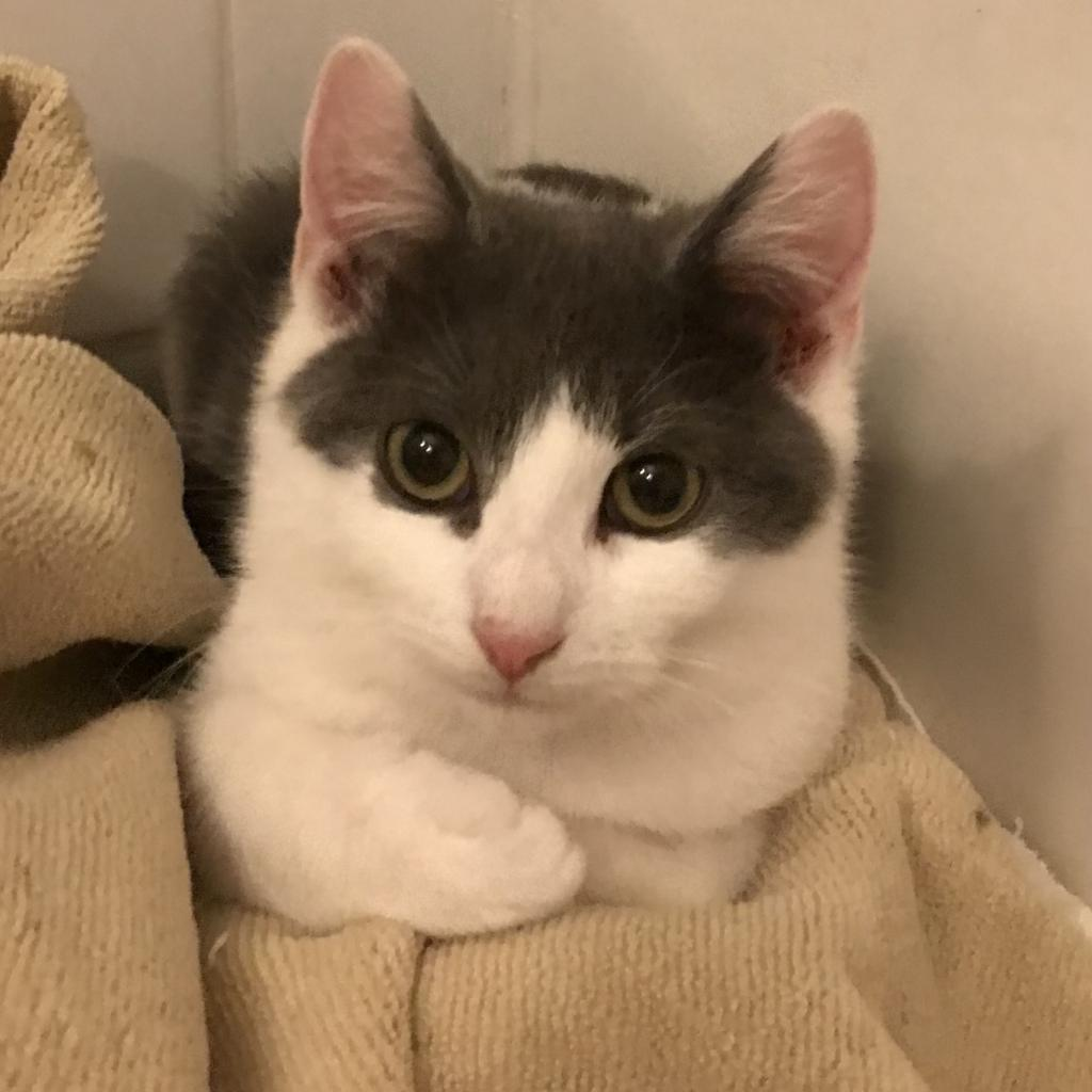 Linus (White Plains Rd 9)