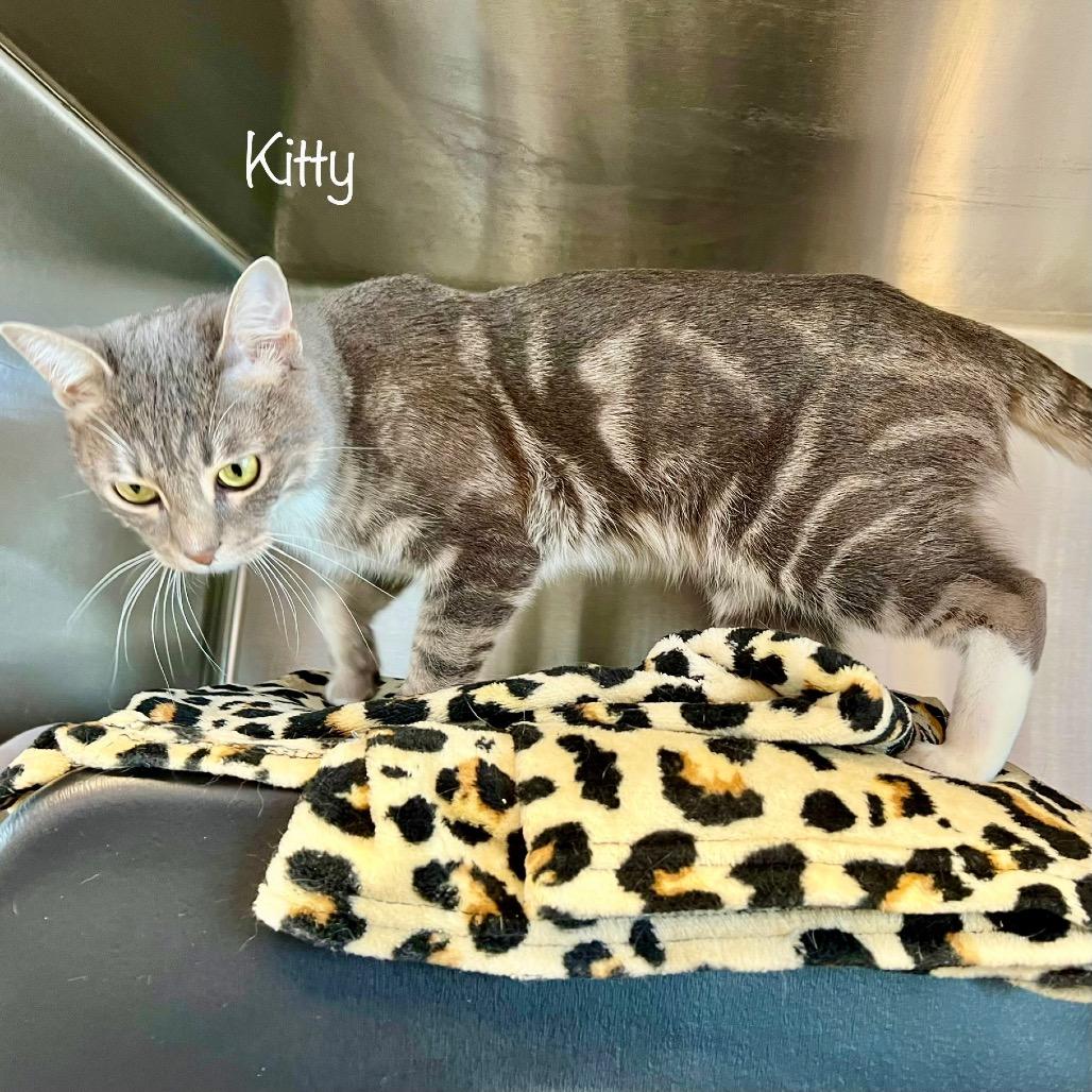 Kitty