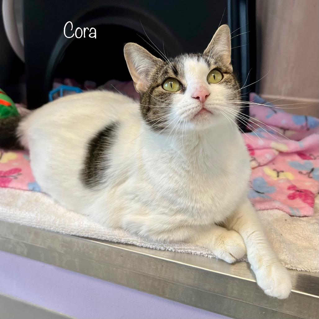 Cora