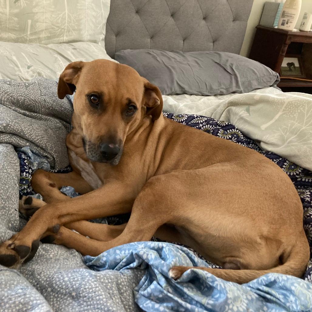 Callie (adoptable soon)