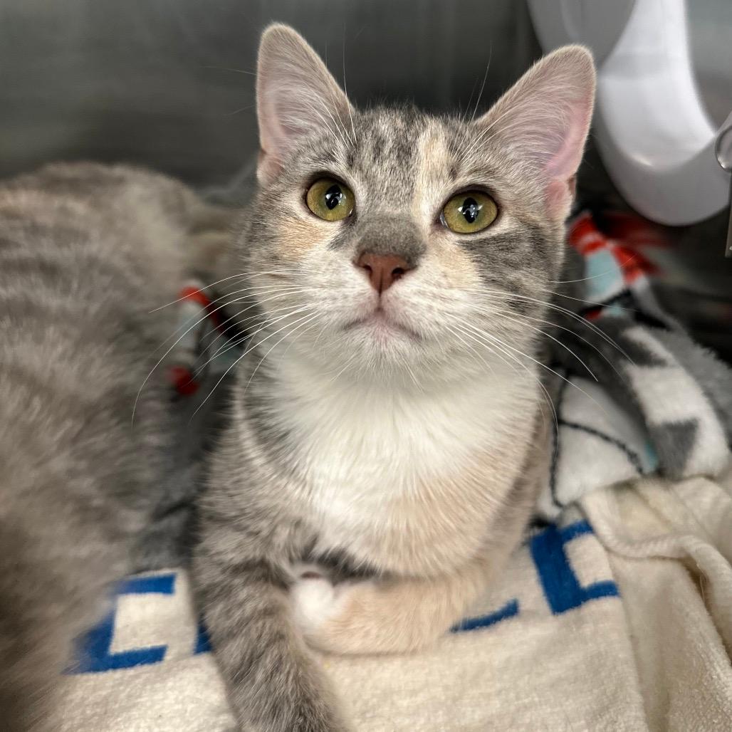 Violet (Bonded w/ Apple) 