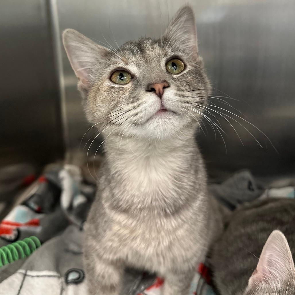 Apple (Bonded w/ Violet) 