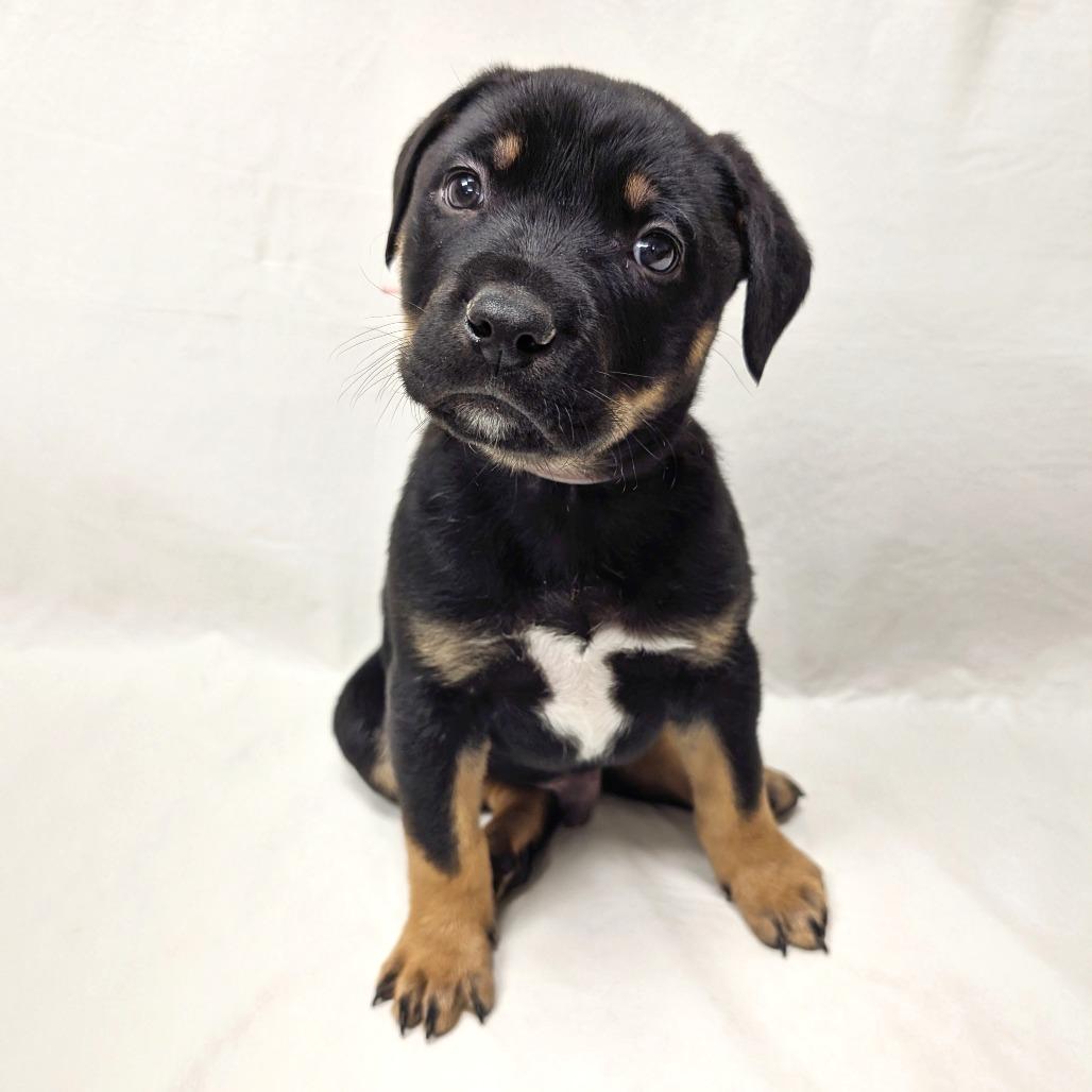 68 (2026) Light blue 