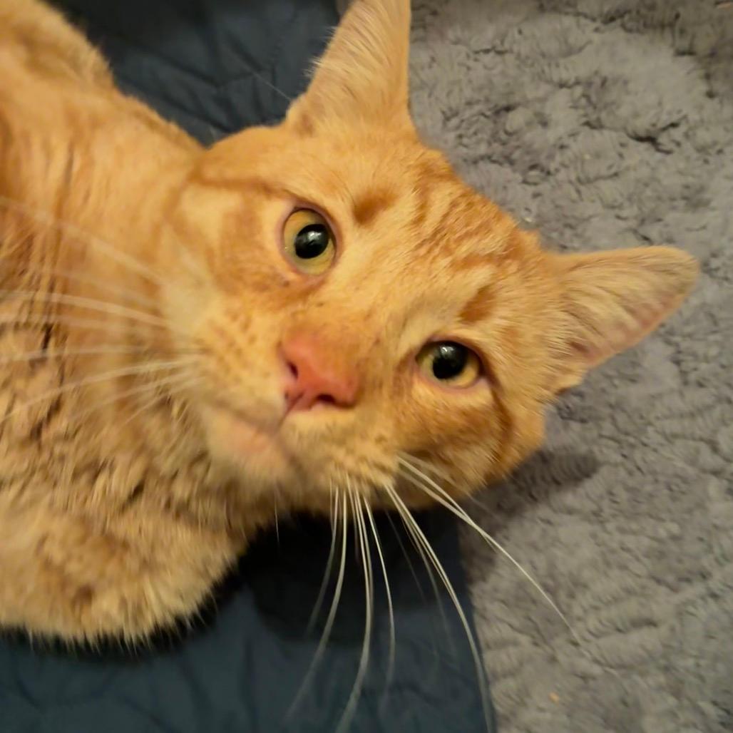 Churro Champ *Coming Soon*