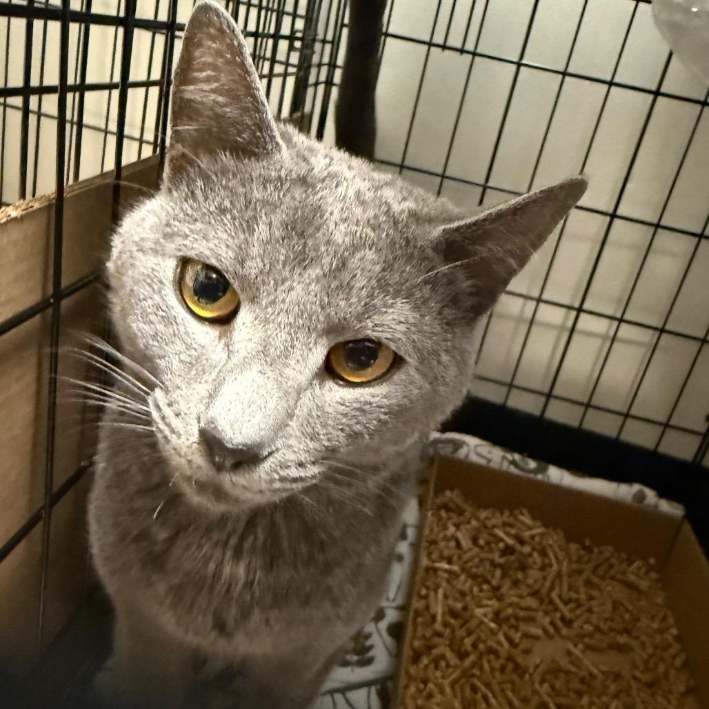 Pastina *Coming Soon*