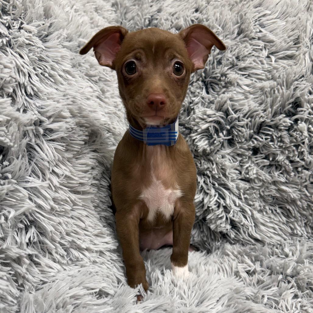 138 (2026) Chocolate