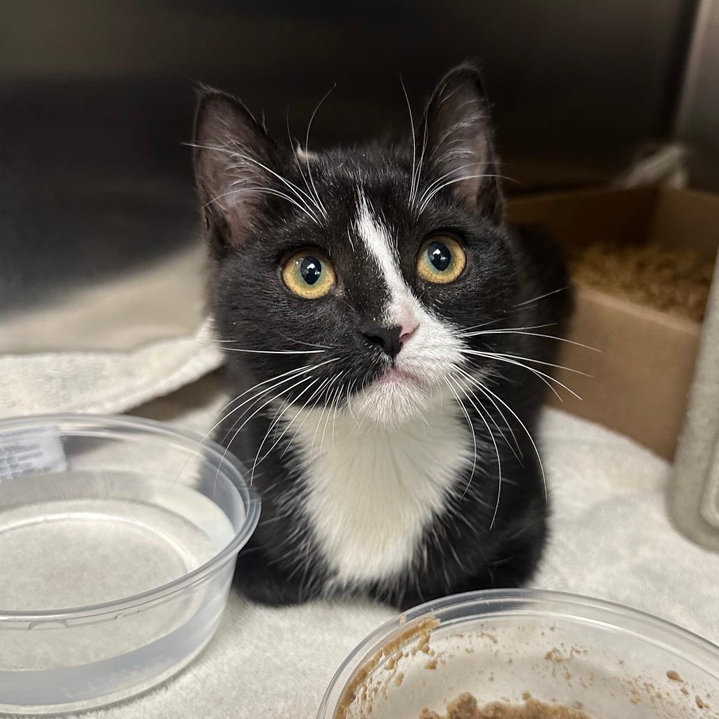 Pepper *Coming Soon*