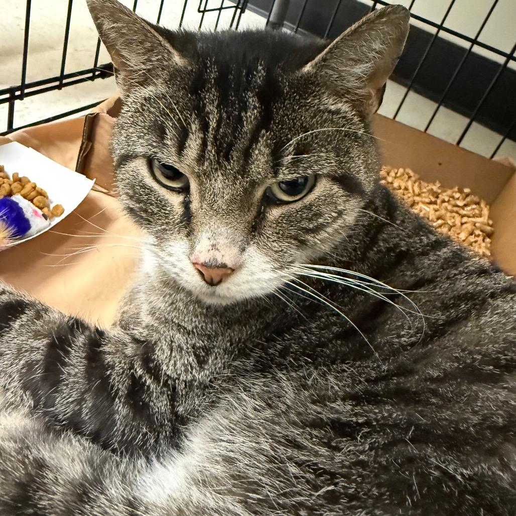 ZZ Top *Coming Soon*